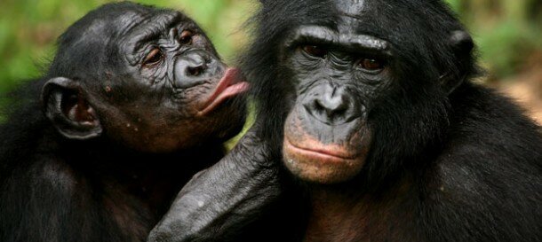 bonobos