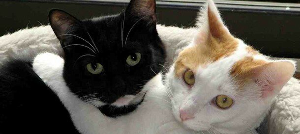 Black_white_cats